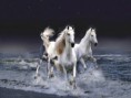 /album/wonderfulls/a400-1260265997-horses-jpg1/