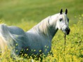 /album/wonderfulls/caballo-arabe-blanco-jpg1/