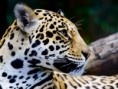 /album/wonderfulls/leopardo6g-jpg1/